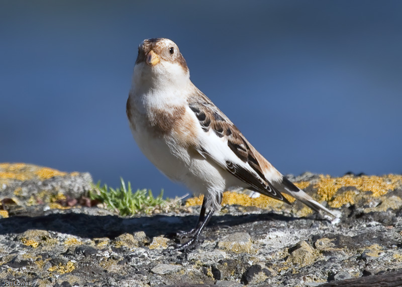 Snow Bunting