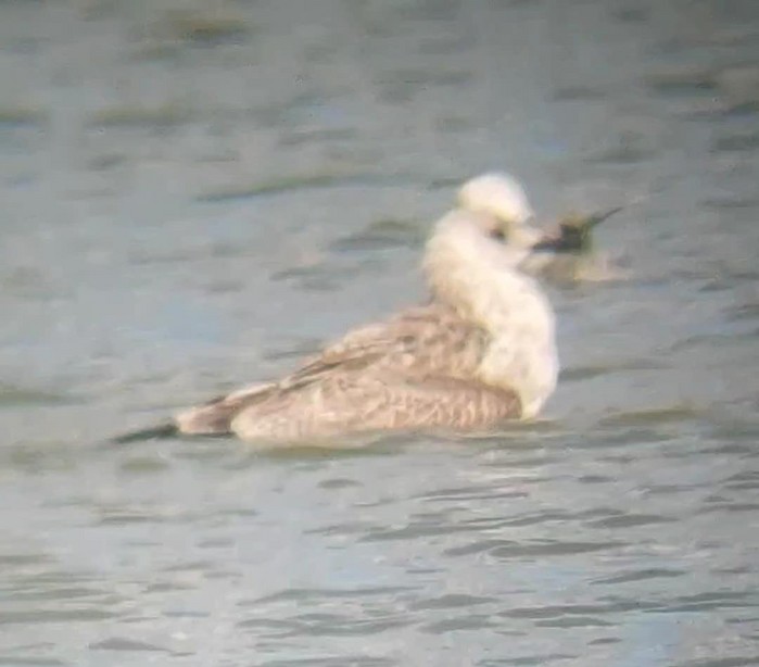 Yellow-legged Gull