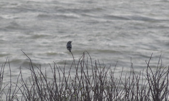 Great Grey Shrike