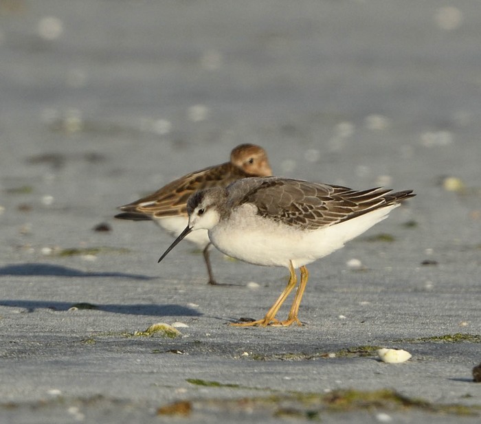 Wilson's Phalarope