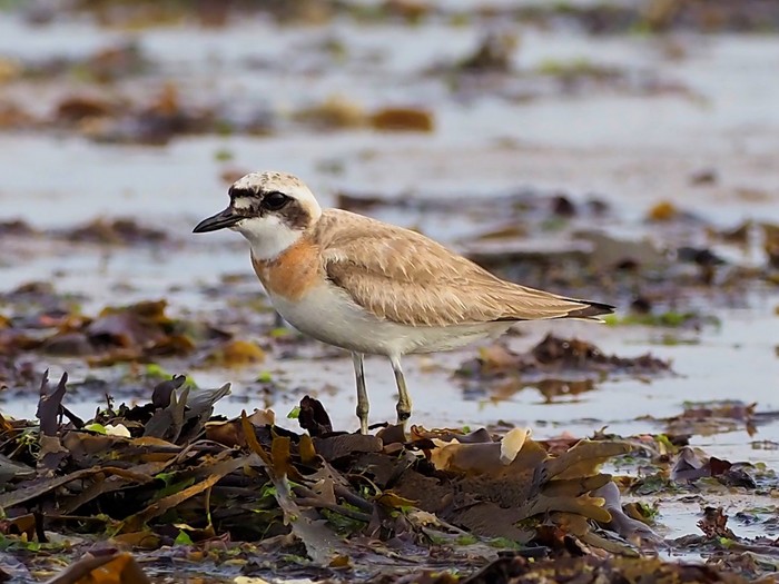 Greater Sand Plover