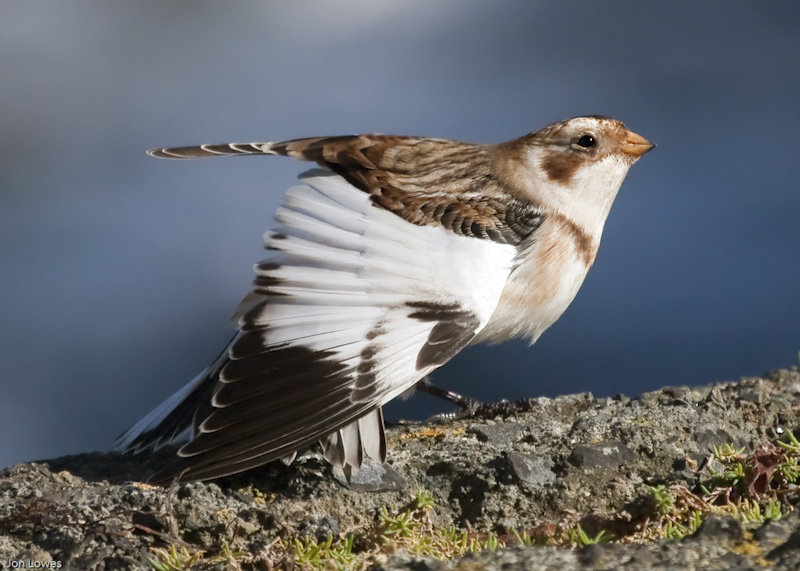 Snow Bunting