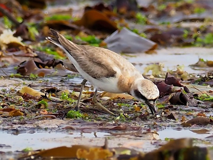 Greater Sand Plover