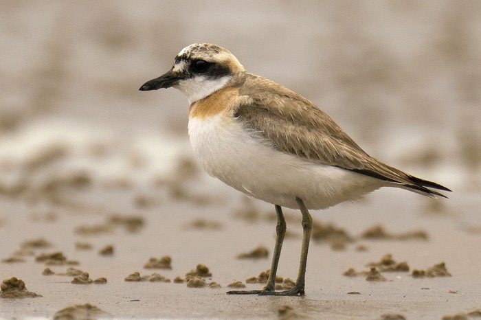 Greater Sand Plover