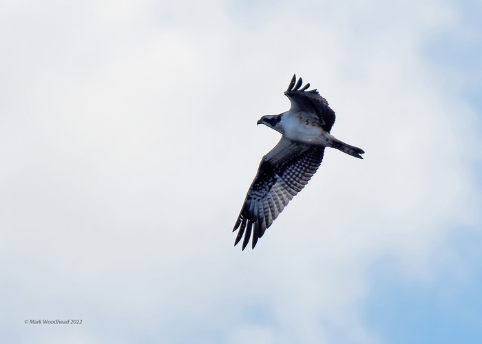 Osprey