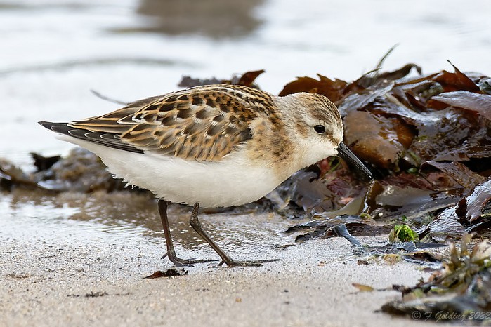 Little Stint