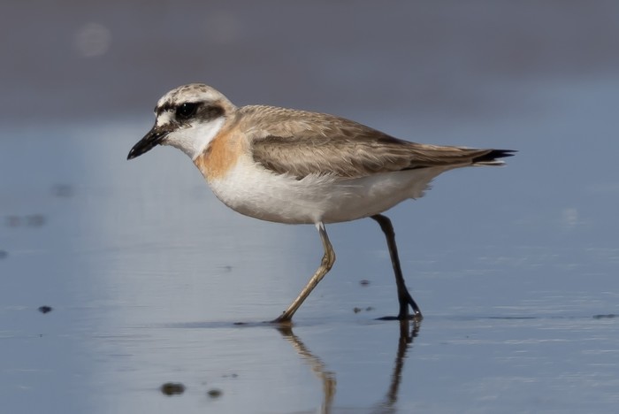 Greater Sand Plover