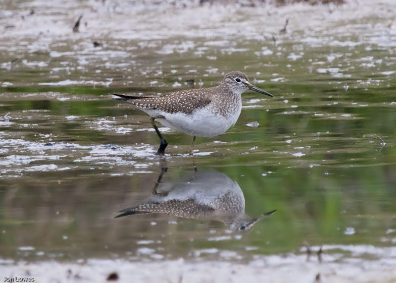 Solitary Sandpiper