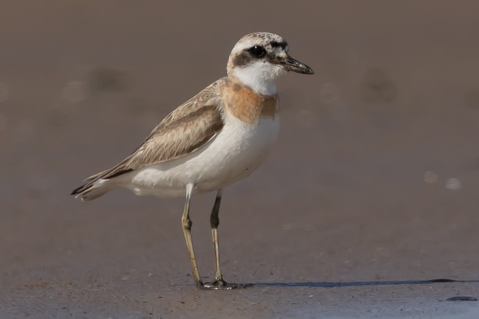 Greater Sand Plover