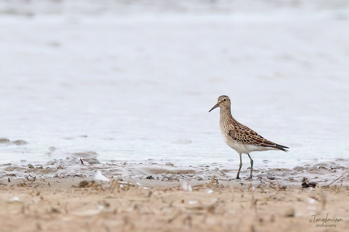 Pectoral Sandpiper