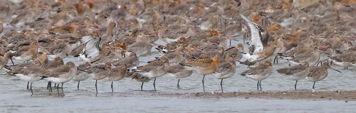 Black-tailed Godwit