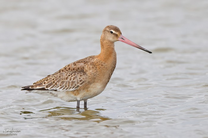 Black-tailed Godwit