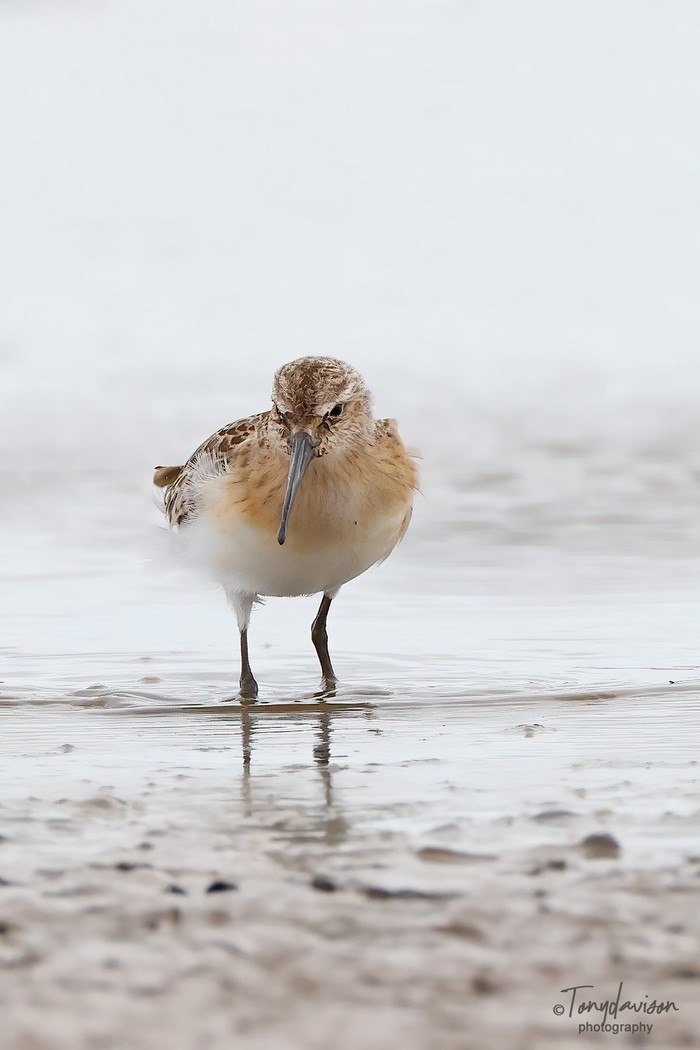 Curlew Sandpiper