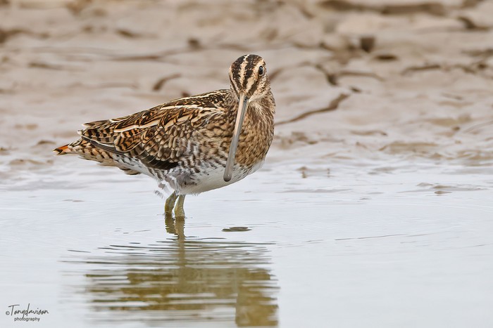 Common Snipe