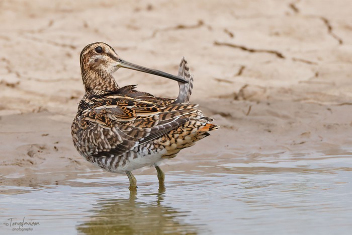 Common Snipe