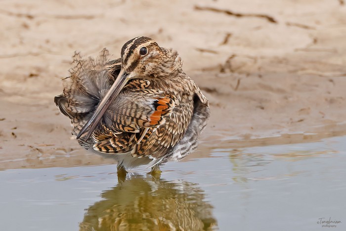 Common Snipe