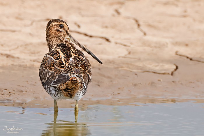 Common Snipe
