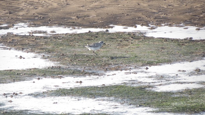 Grey Plover