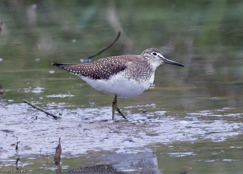 Solitary Sandpiper