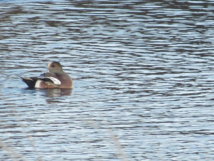 American Wigeon