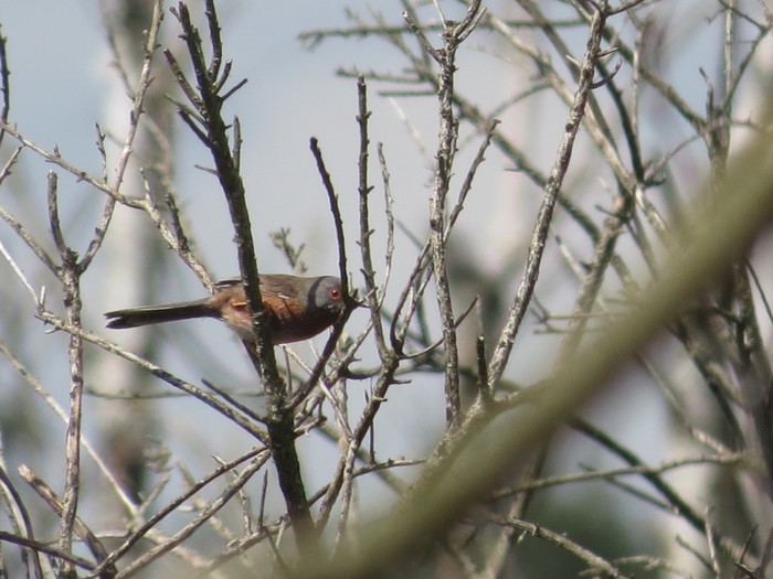 Dartford Warbler