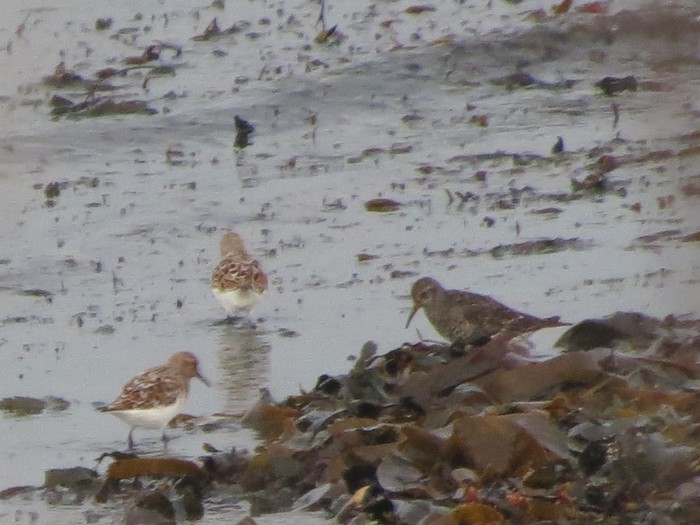 Purple Sandpiper
