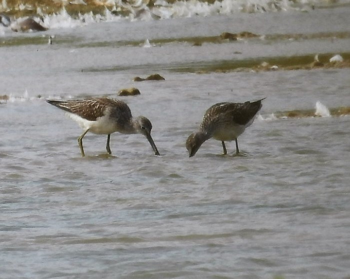 Greenshank