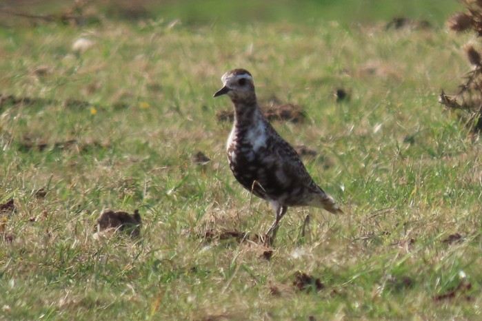 American Golden Plover