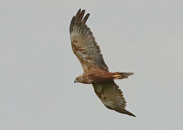 Marsh Harrier