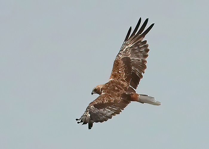Marsh Harrier