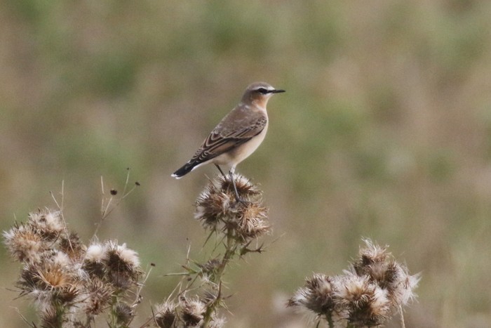 Wheatear