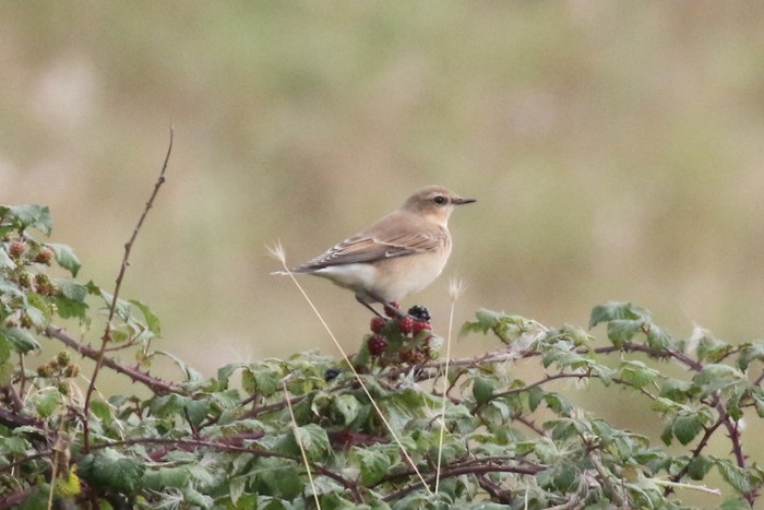 Wheatear