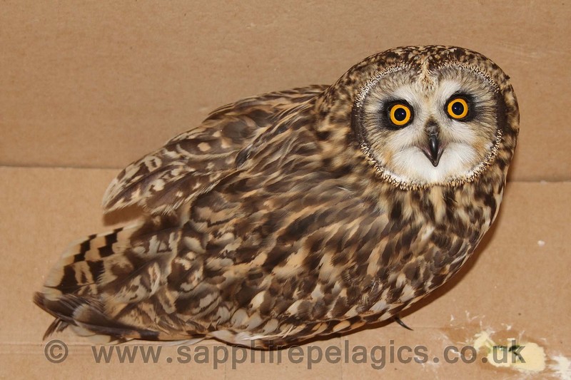 Short-eared Owl