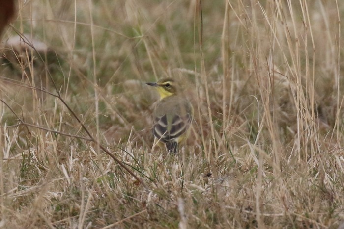 Yellow Wagtail