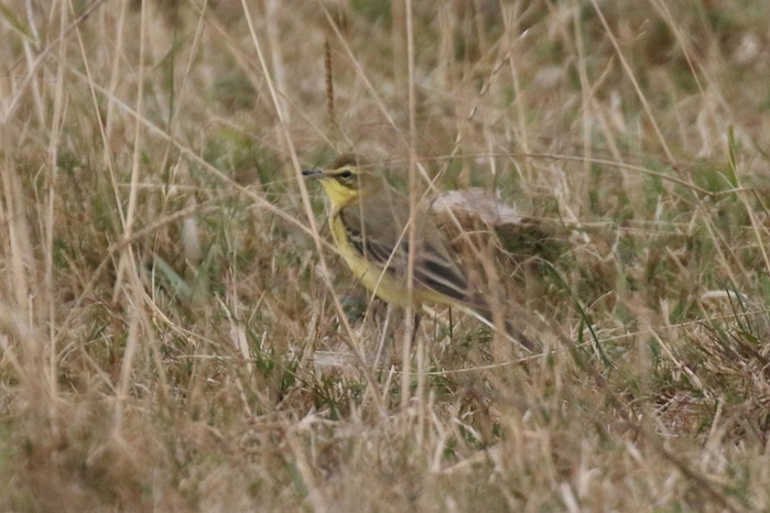 Yellow Wagtail