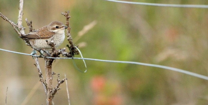 Red-backed Shrike