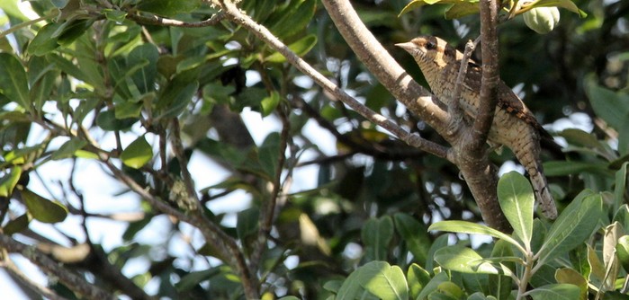 Wryneck