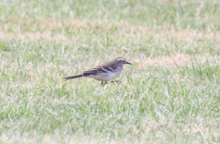 Citrine Wagtail