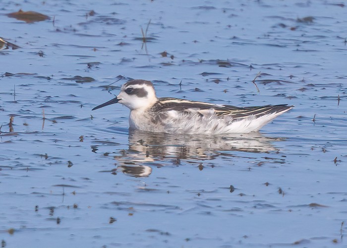 Red-necked Phalarope