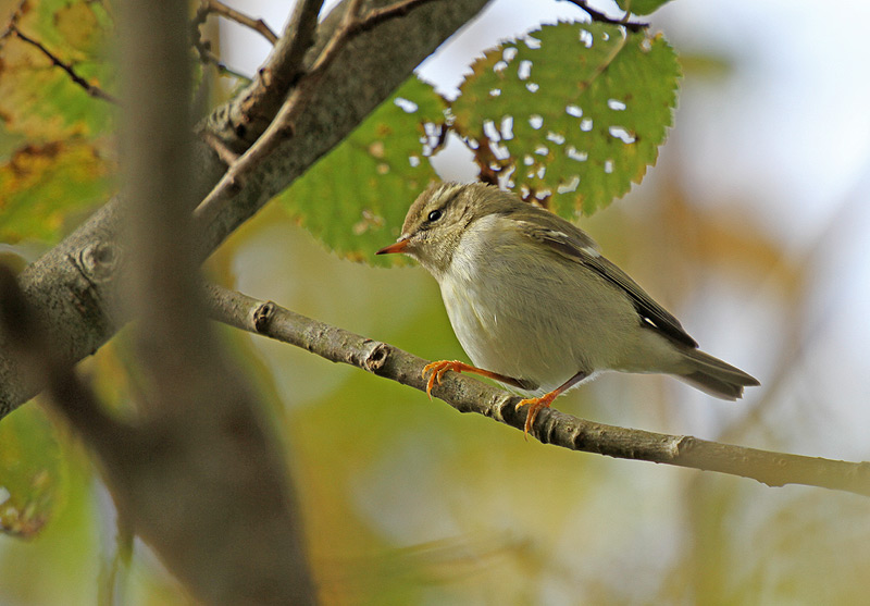 Yellow-browed Warbler