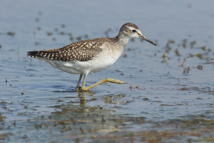 Wood Sandpiper