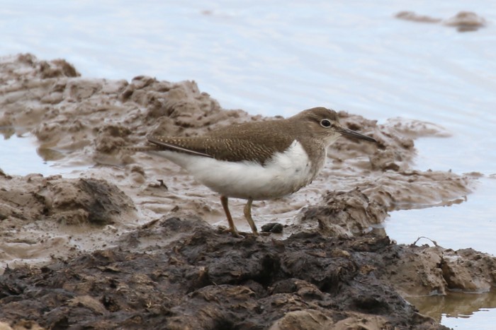 Common Sandpiper
