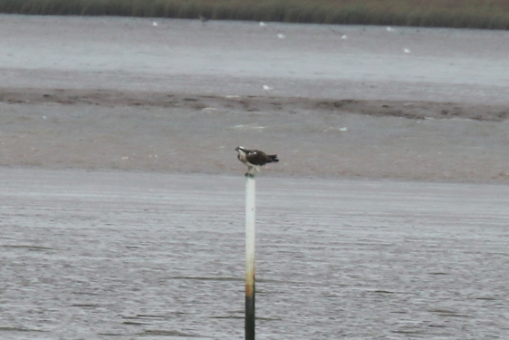 Osprey