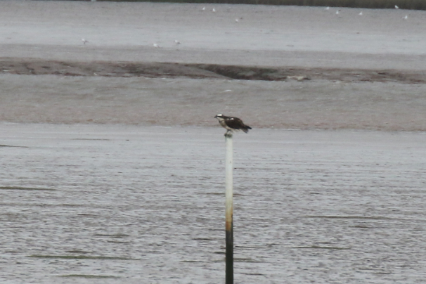 Osprey