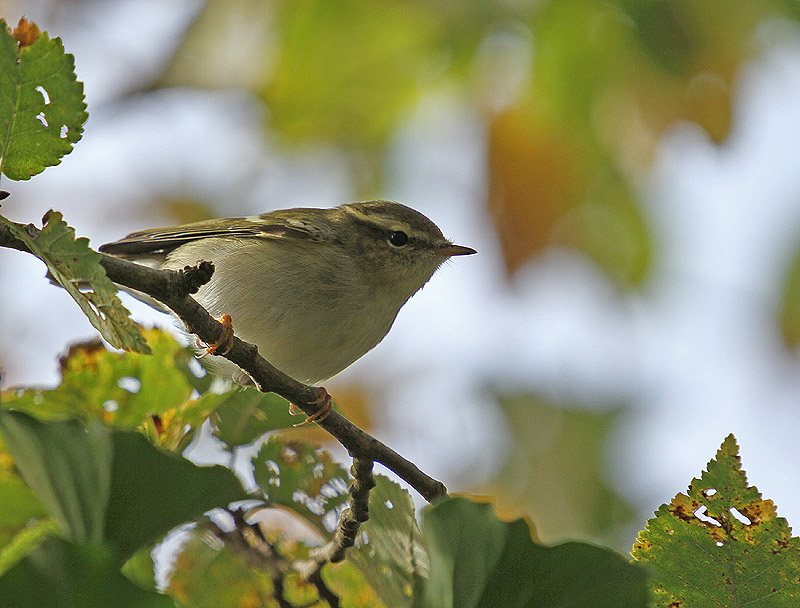 Yellow-browed Warbler