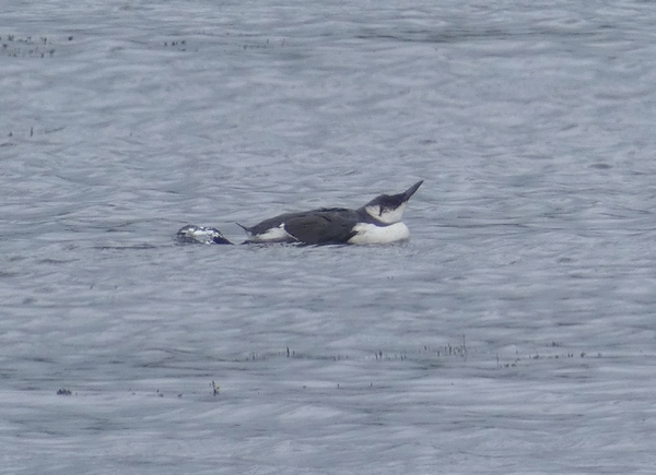 Guillemot