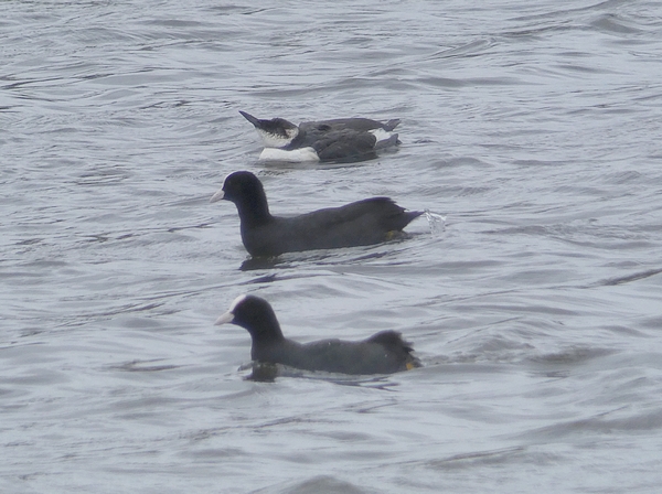 Guillemot