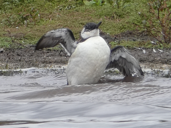 Guillemot