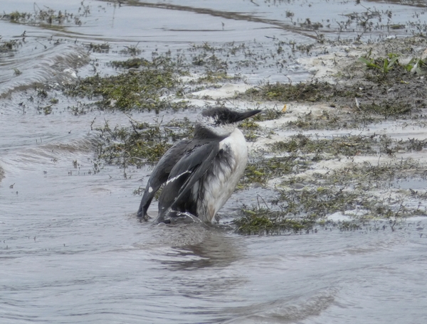 Guillemot