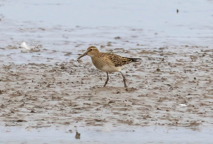 Pectoral Sandpiper